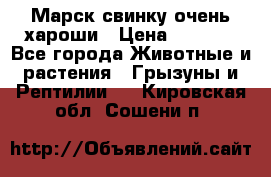 Марск свинку очень хароши › Цена ­ 2 000 - Все города Животные и растения » Грызуны и Рептилии   . Кировская обл.,Сошени п.